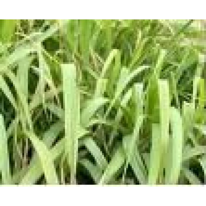 Lemongrass Essential Oil 12mL