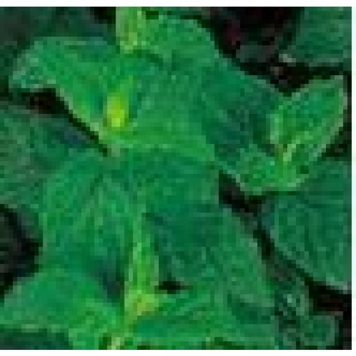 Peppermint Essential Oil 12mL