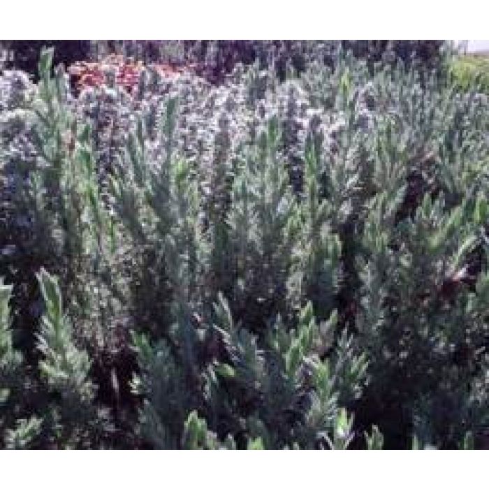 Rosemary Essential Oil 12mL