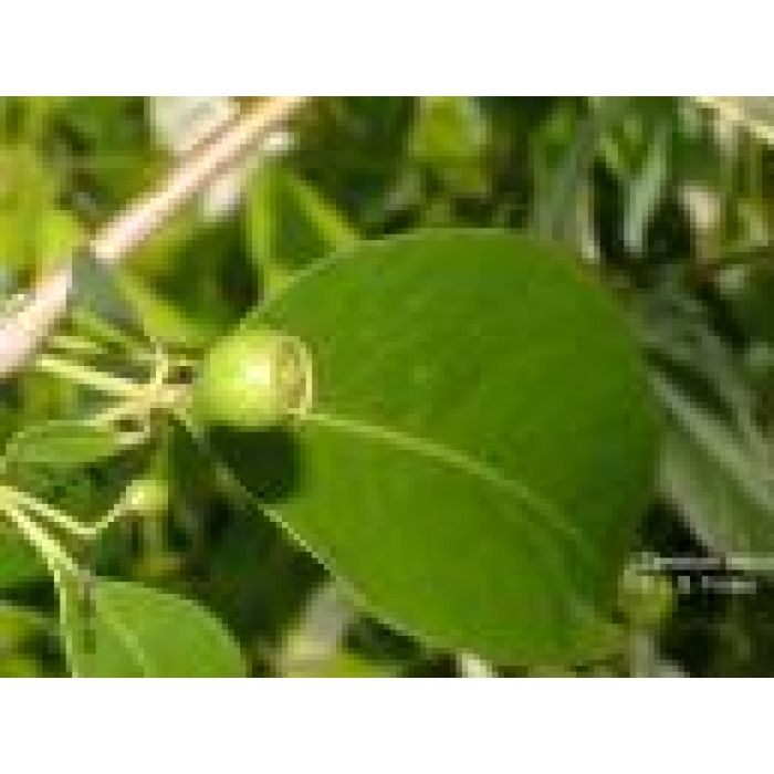 Sandlewood Essential Oil 12mL